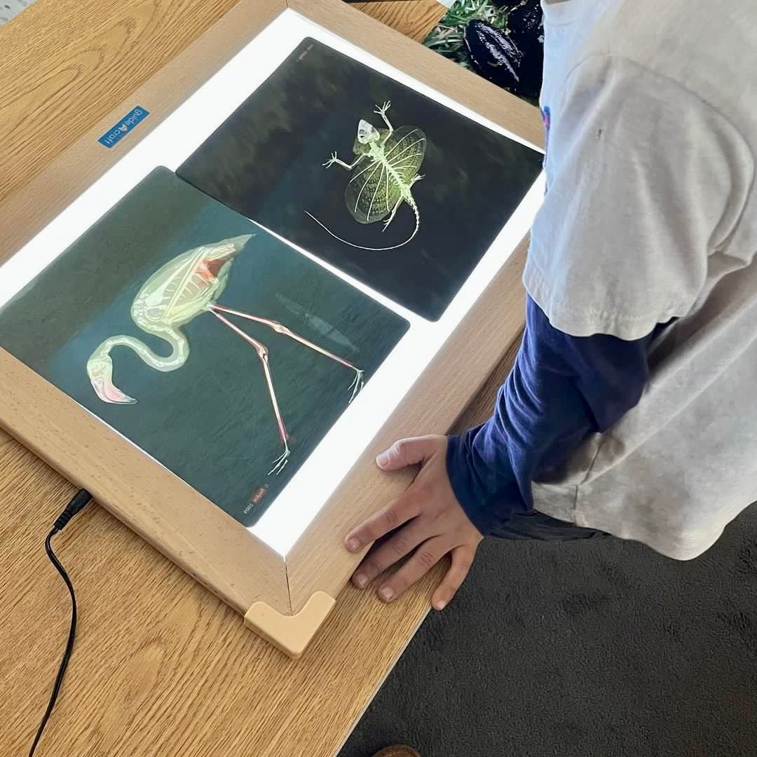 Whats Inside Animals X-Ray Cards