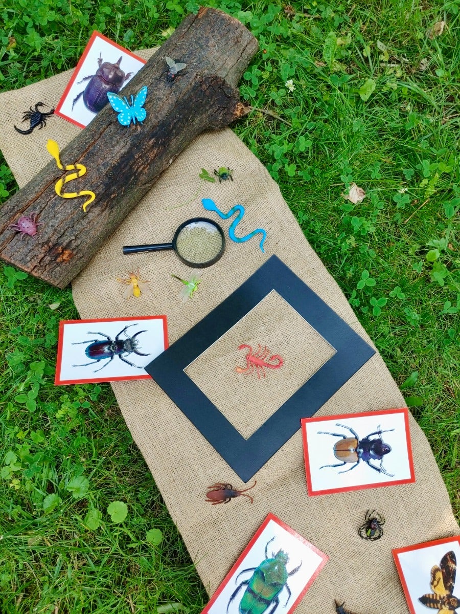 Insect X-Rays and Picture Cards