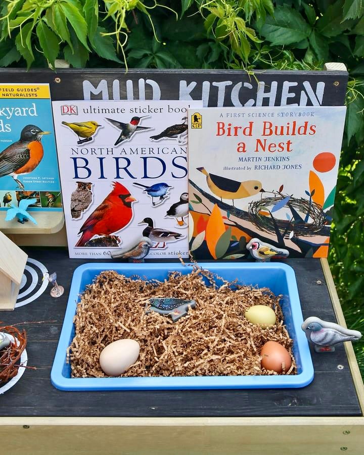 Bird Builds a Nest