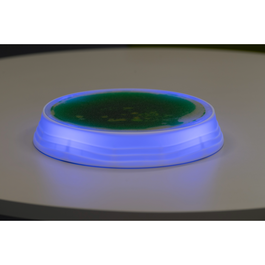 Luminous Stepping Stones 4pk