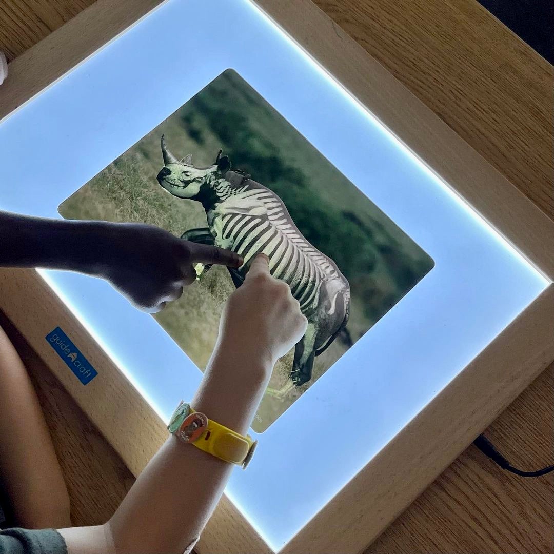 Whats Inside Animals X-Ray Cards