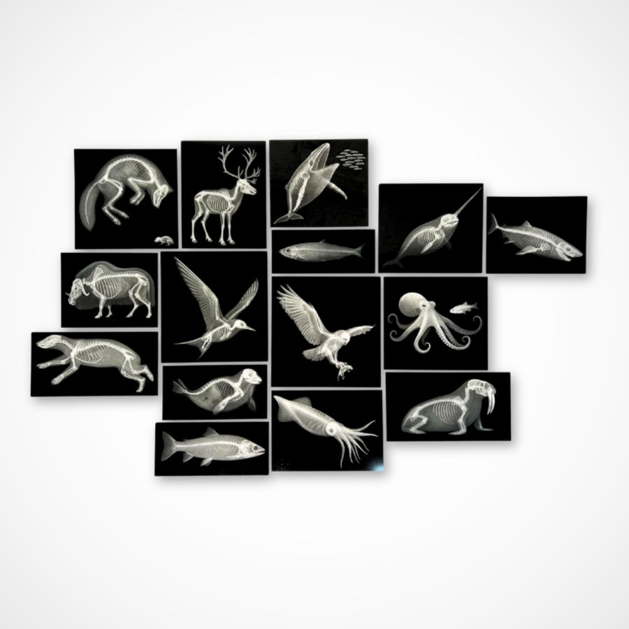 Arctic Animals Picture Cards and X-rays