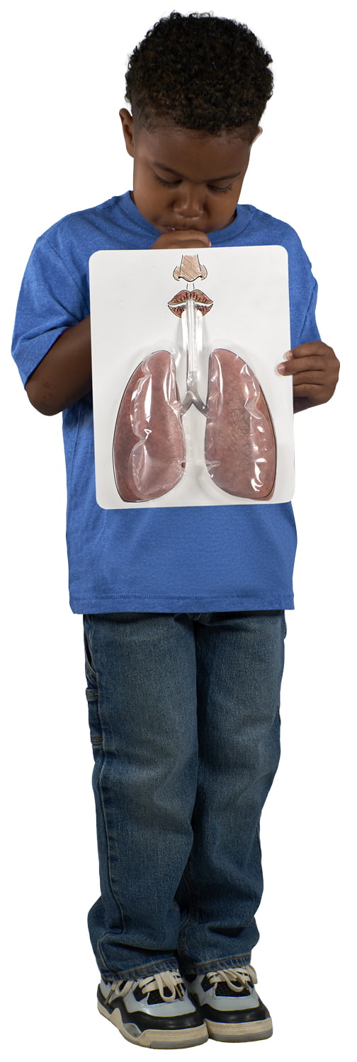 Big Breath Respiratory System Model