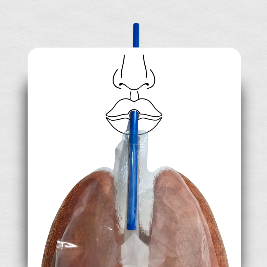 Big Breath Respiratory System Model