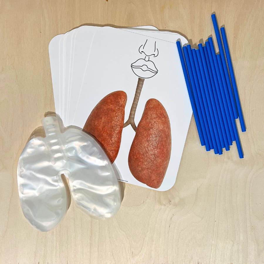 Big Breath Respiratory System Model