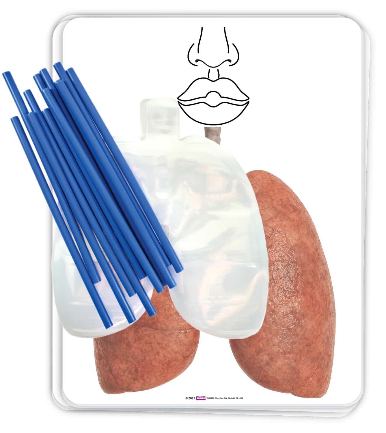 Big Breath Respiratory System Model
