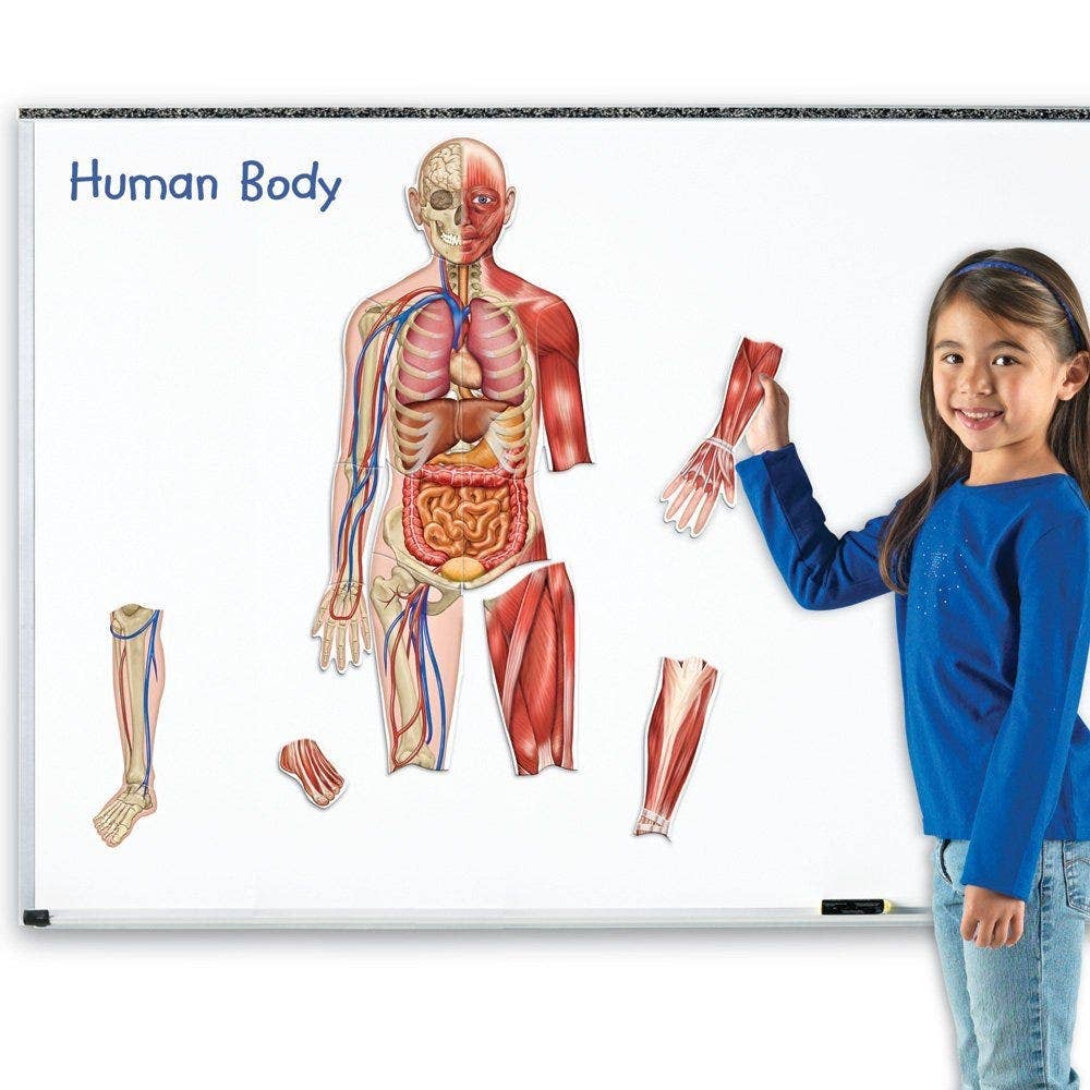 Double Sided Magnetic Human Body