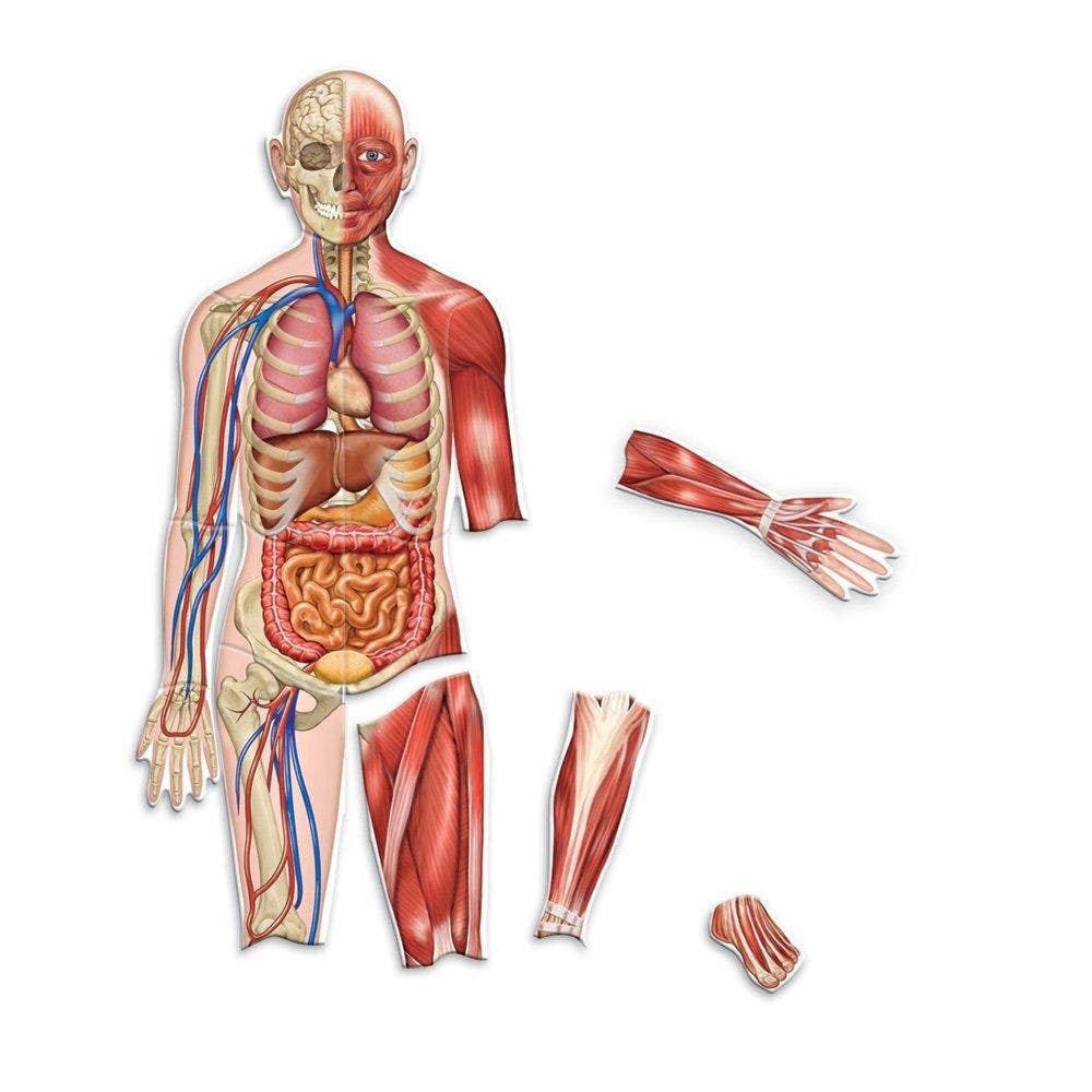 Double Sided Magnetic Human Body