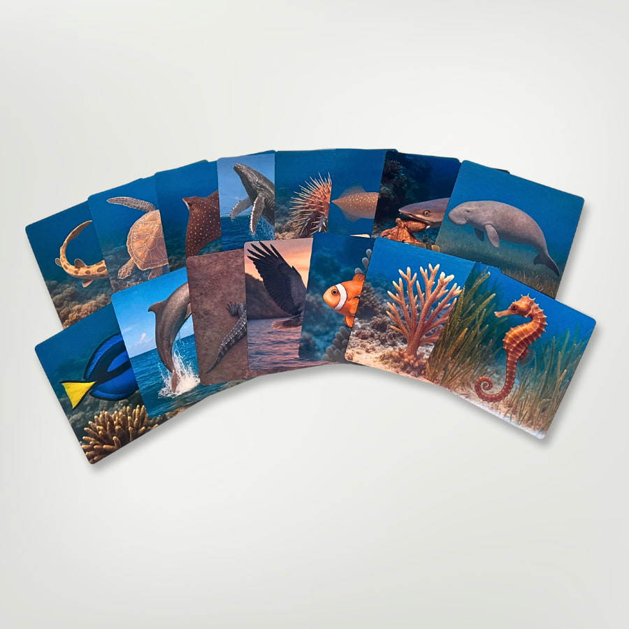 Great Barrier Reef Picture Cards and X-rays