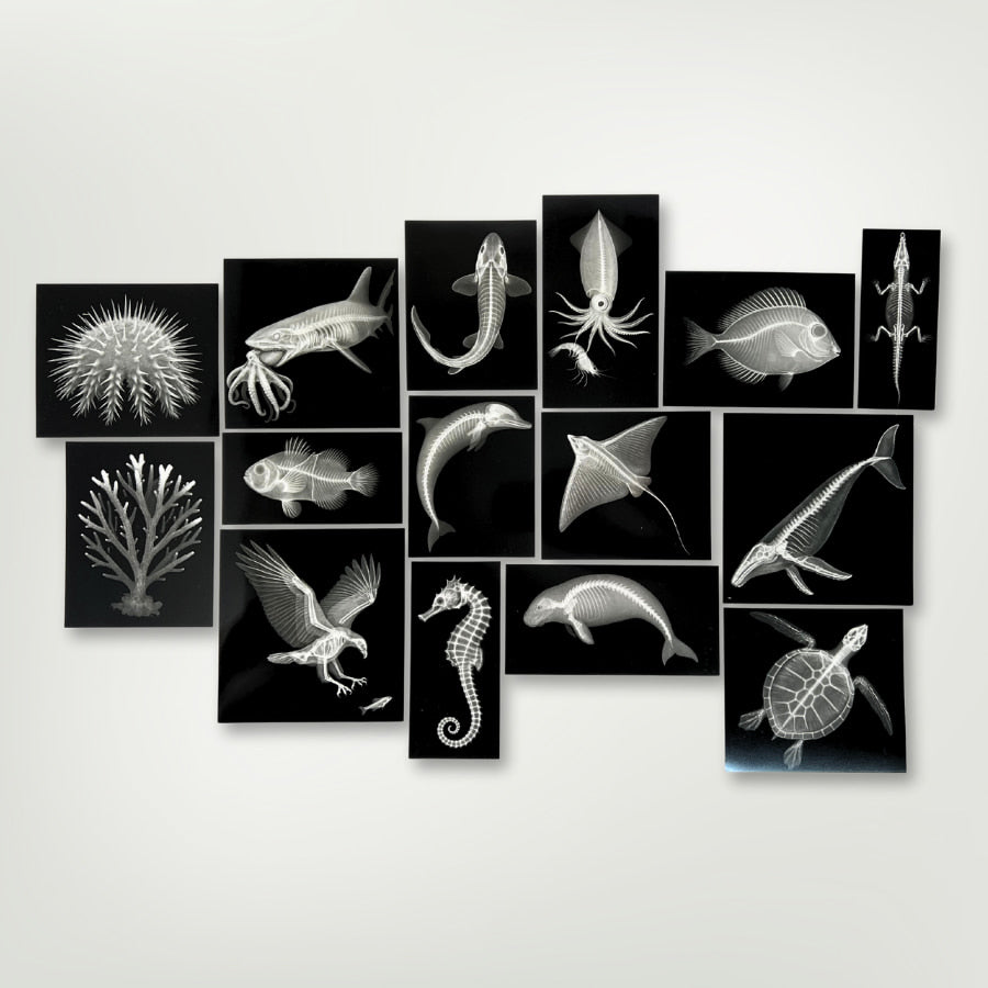 Great Barrier Reef Picture Cards and X-rays