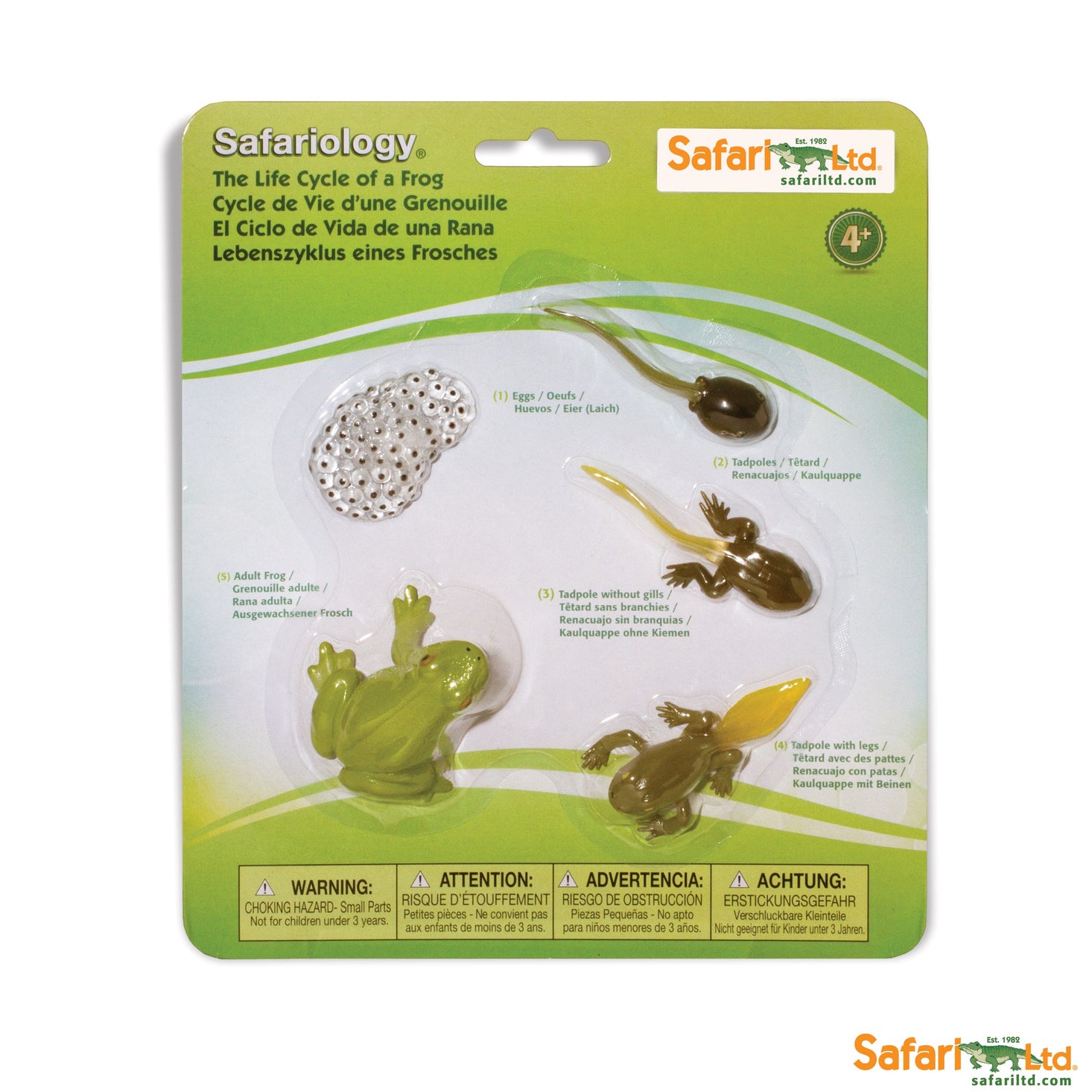 Life Cycle of a Frog Set