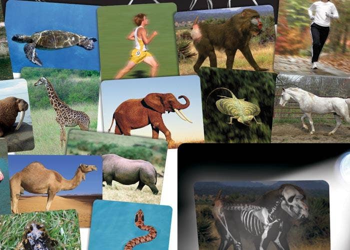 Whats Inside Animals X-Ray Cards