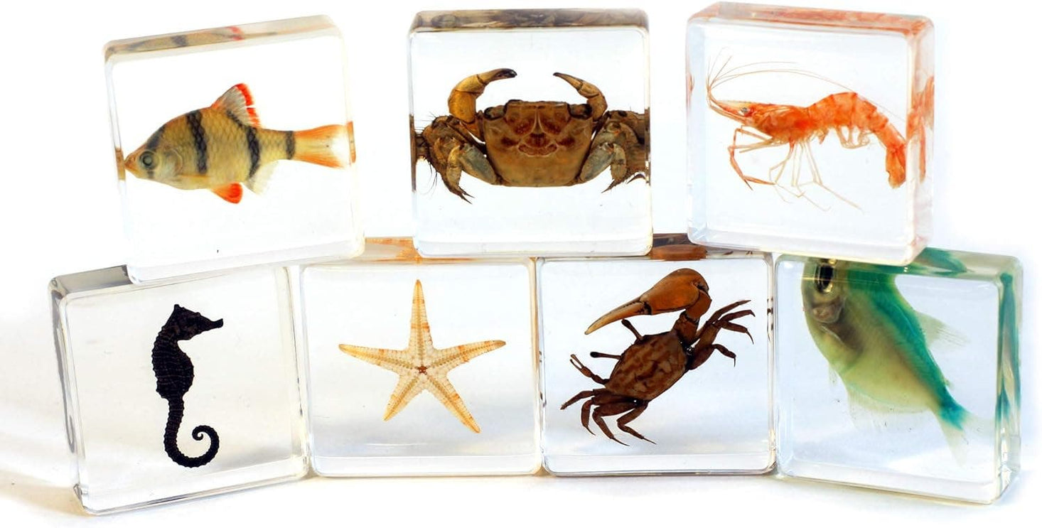 Aquatic Collection