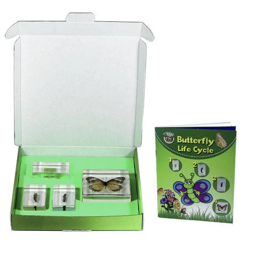 Butterfly Lifecycle