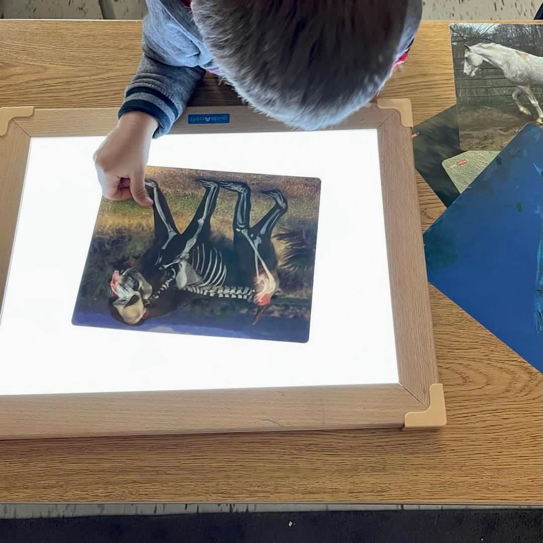 Whats Inside Animals X-Ray Cards