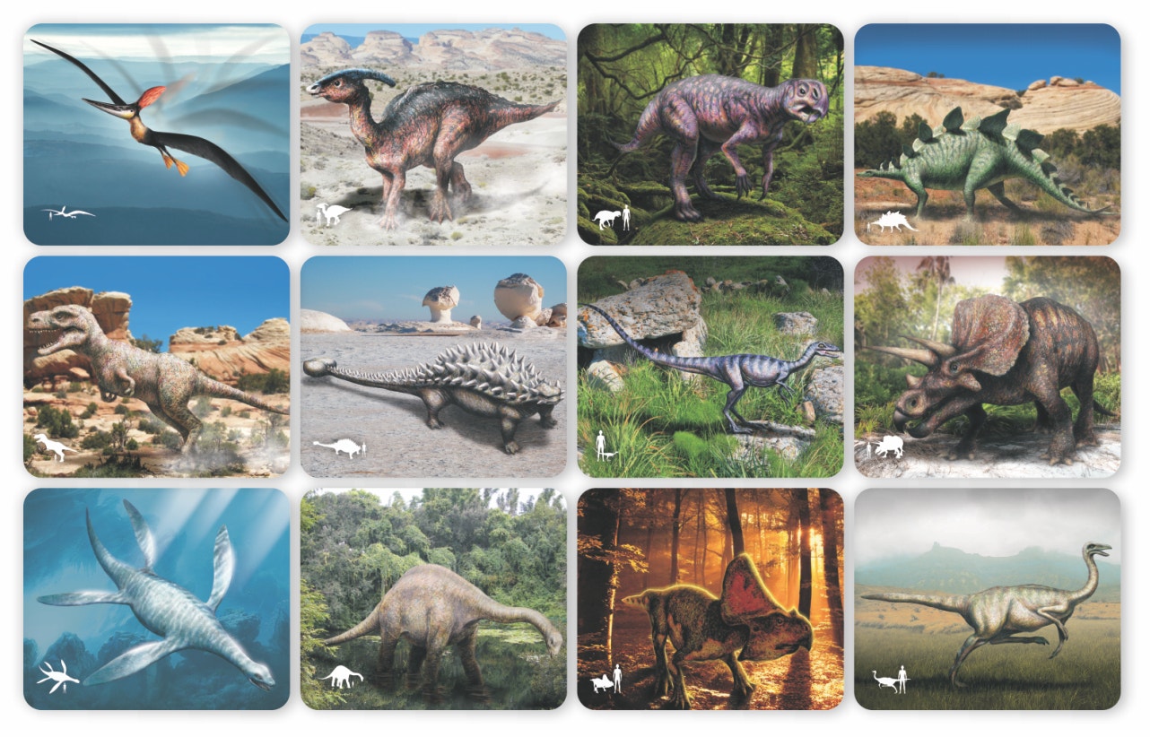 Discover Dinosaurs Picture Cards and X-rays