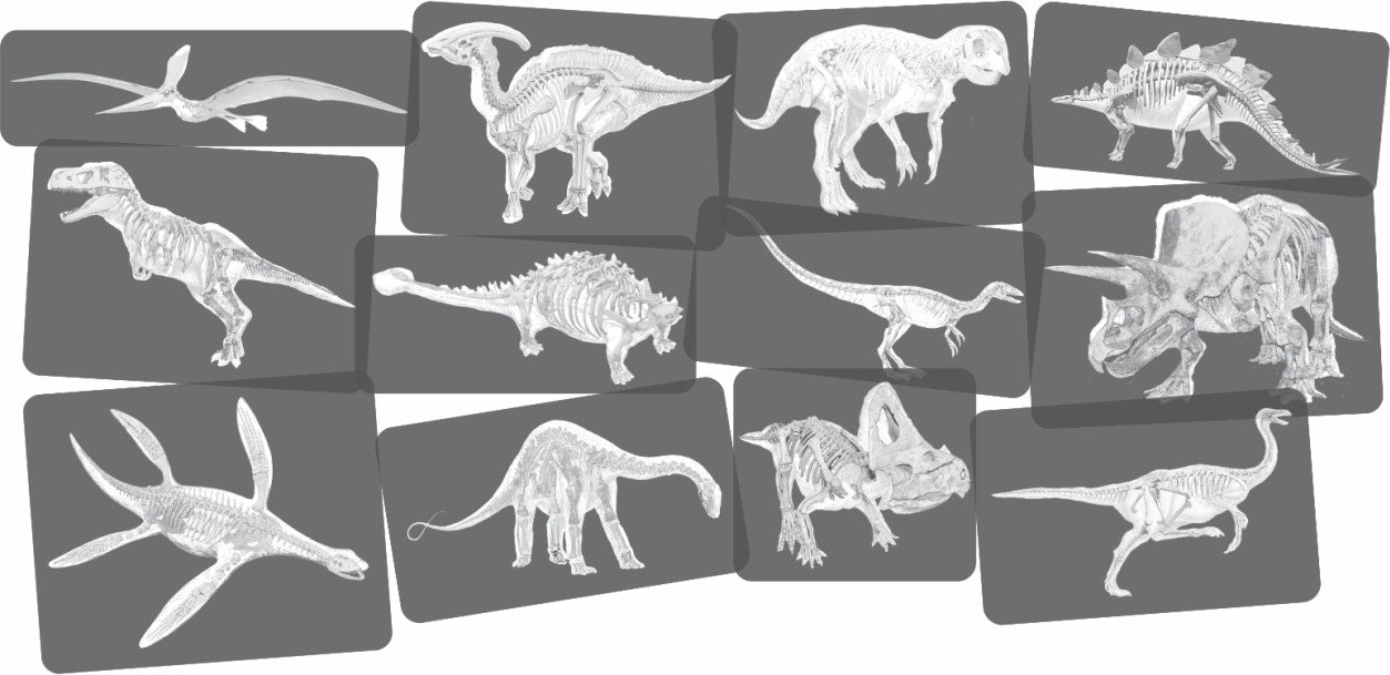 Discover Dinosaurs Picture Cards and X-rays