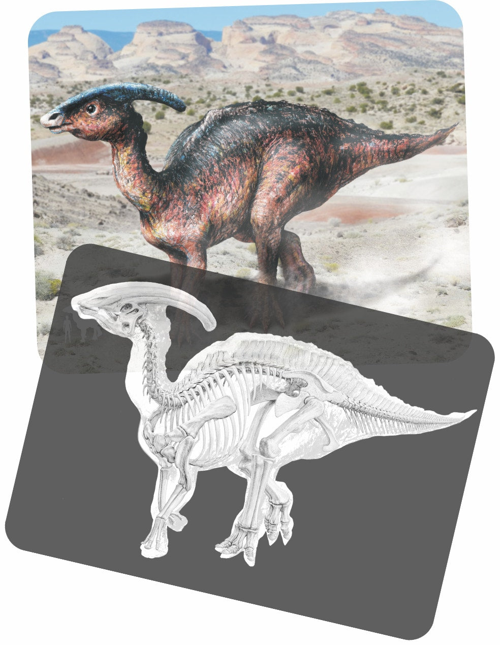 Discover Dinosaurs Picture Cards and X-rays