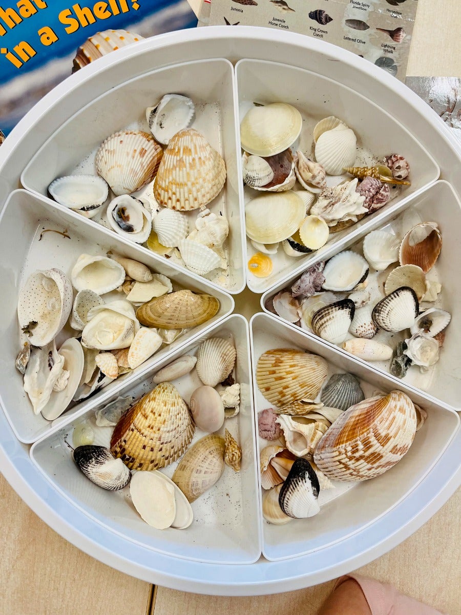 Sea Shells Natural Mix 16oz