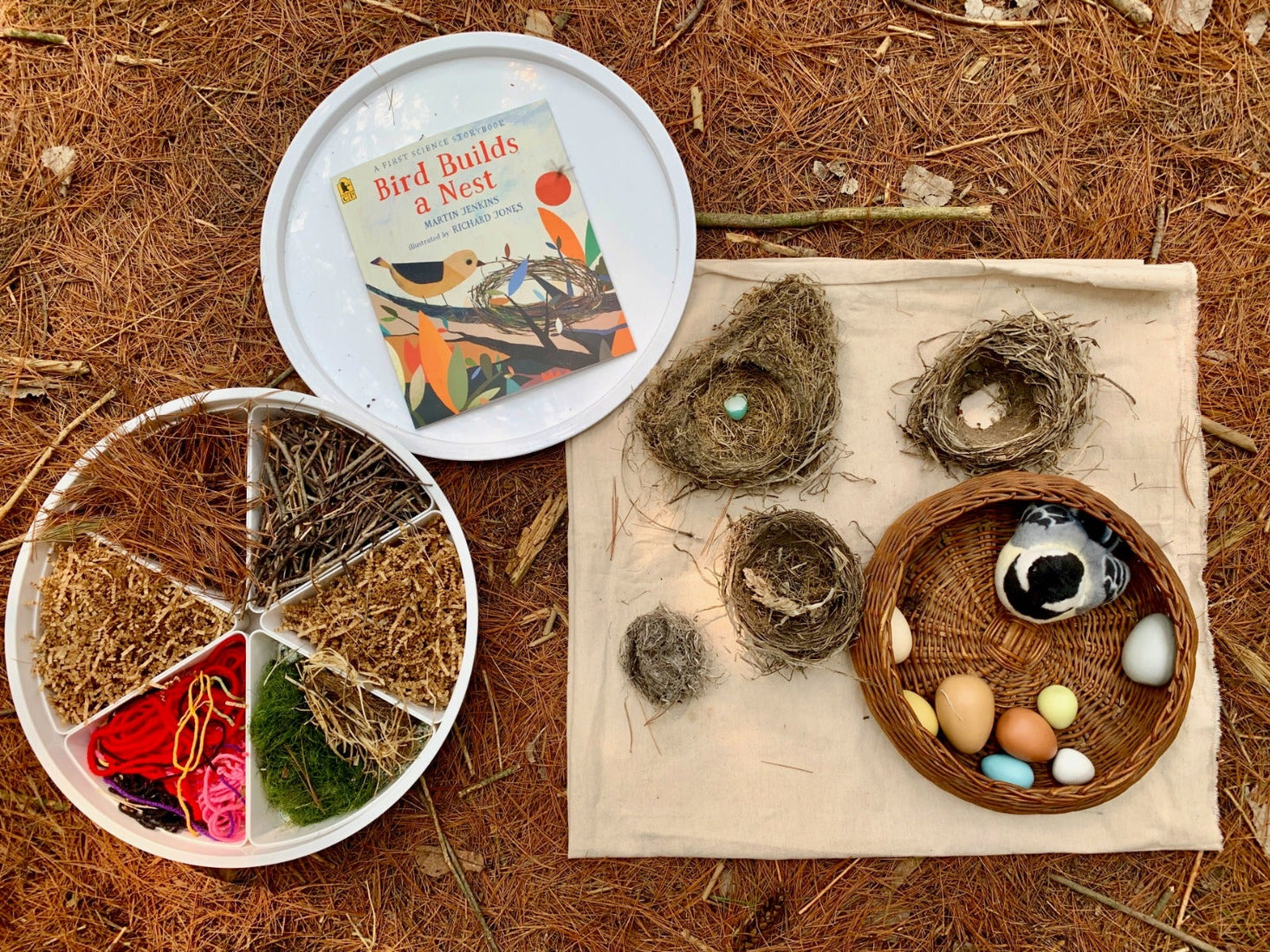 Bird Builds a Nest