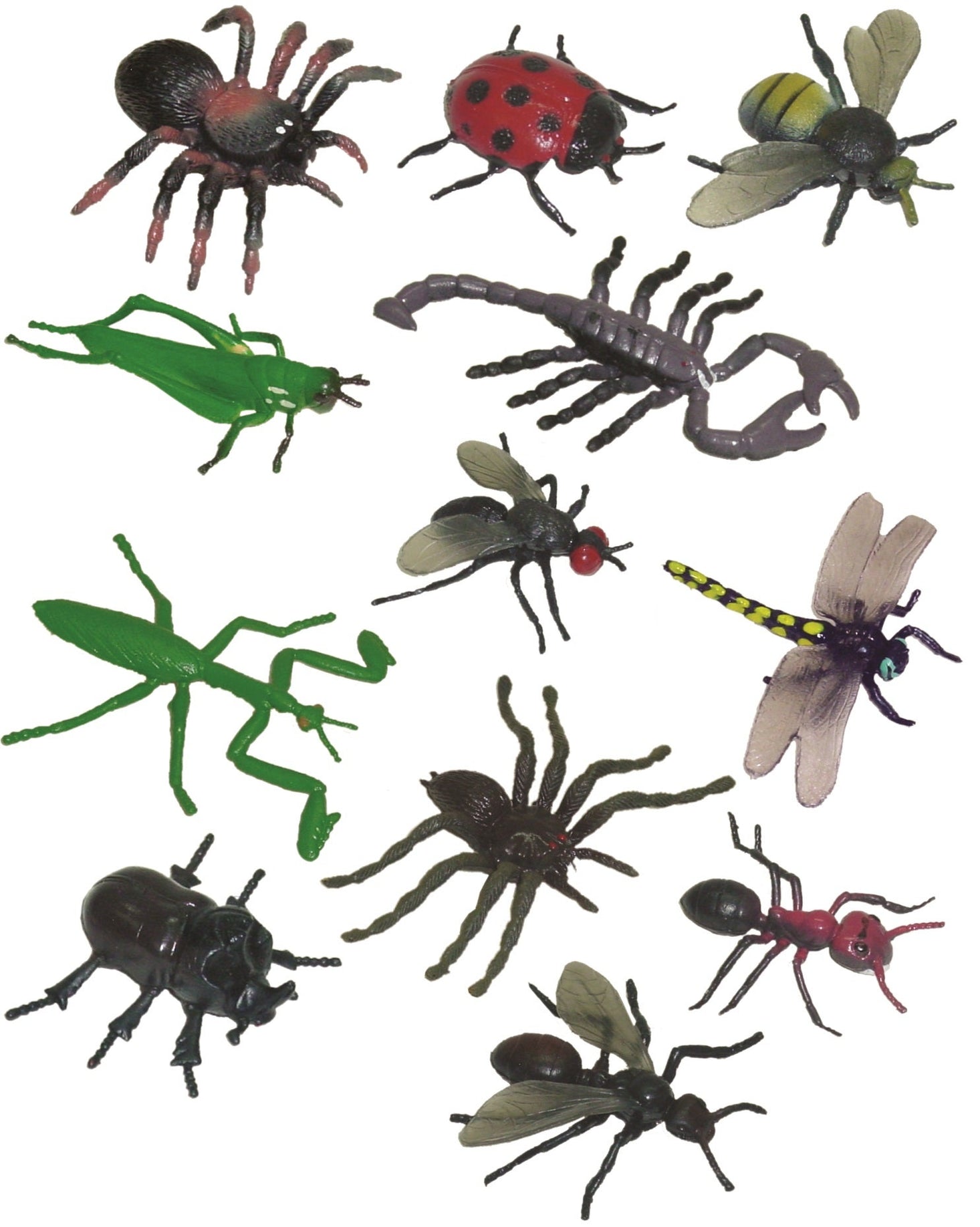 Insects