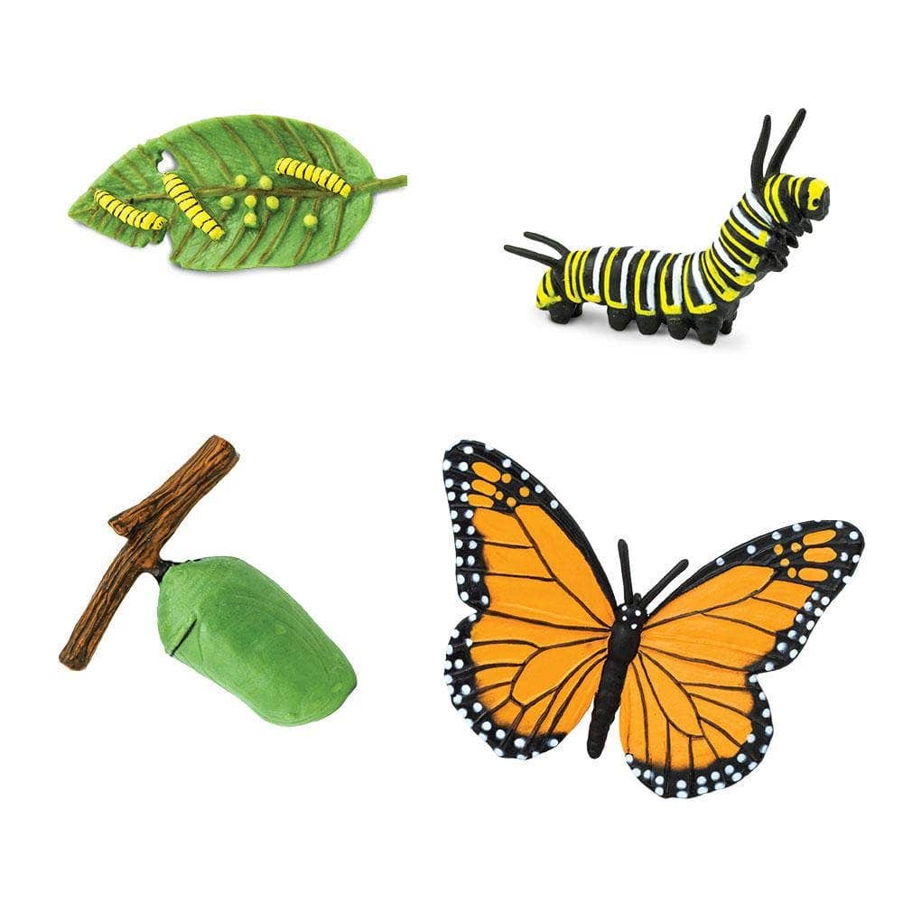 Life Cycle of a Monarch Butterfly