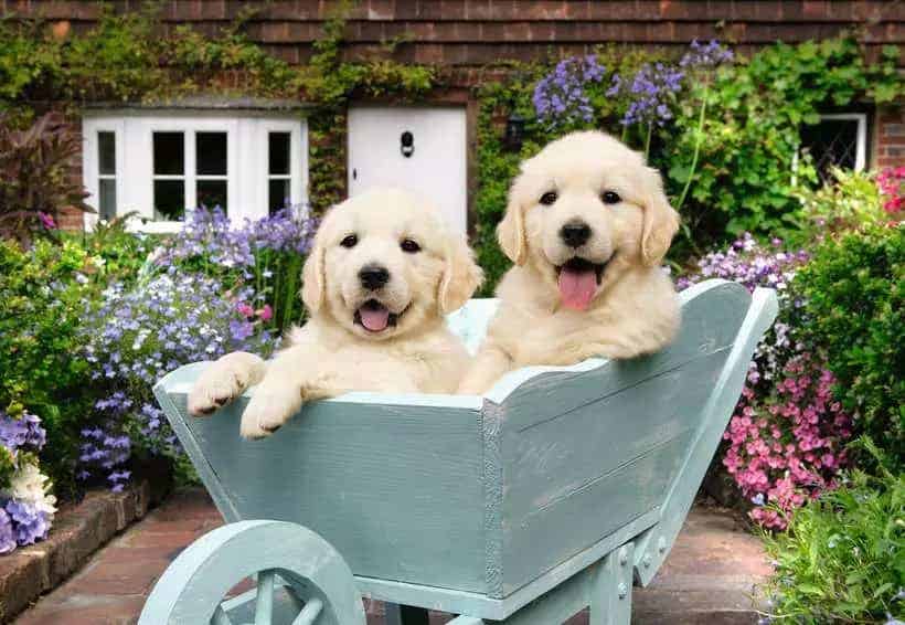 Ravensburger Golden Retriever 200 piece Puzzle