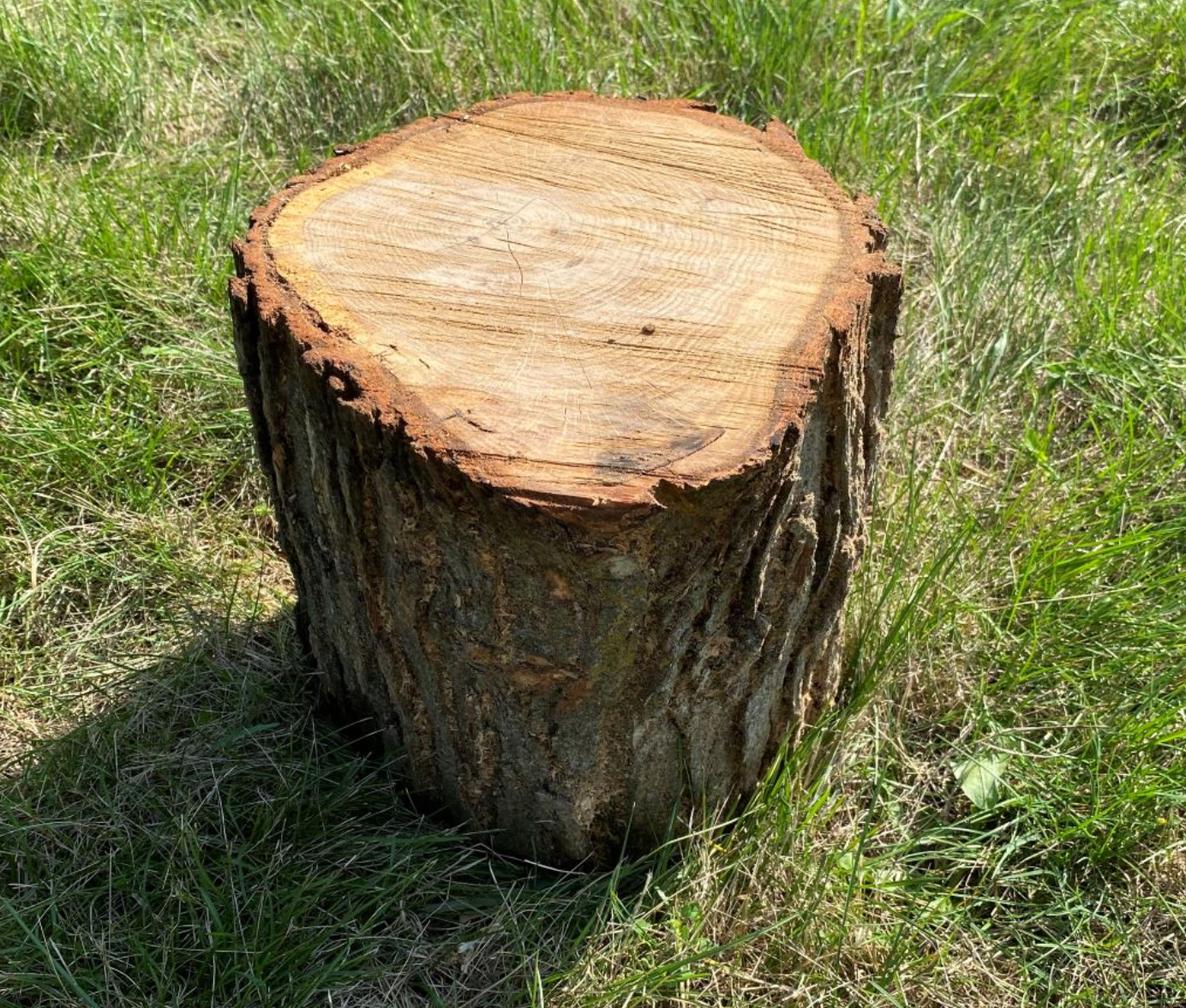 Stump Stool 10 inch by Naturally Inspired Play
