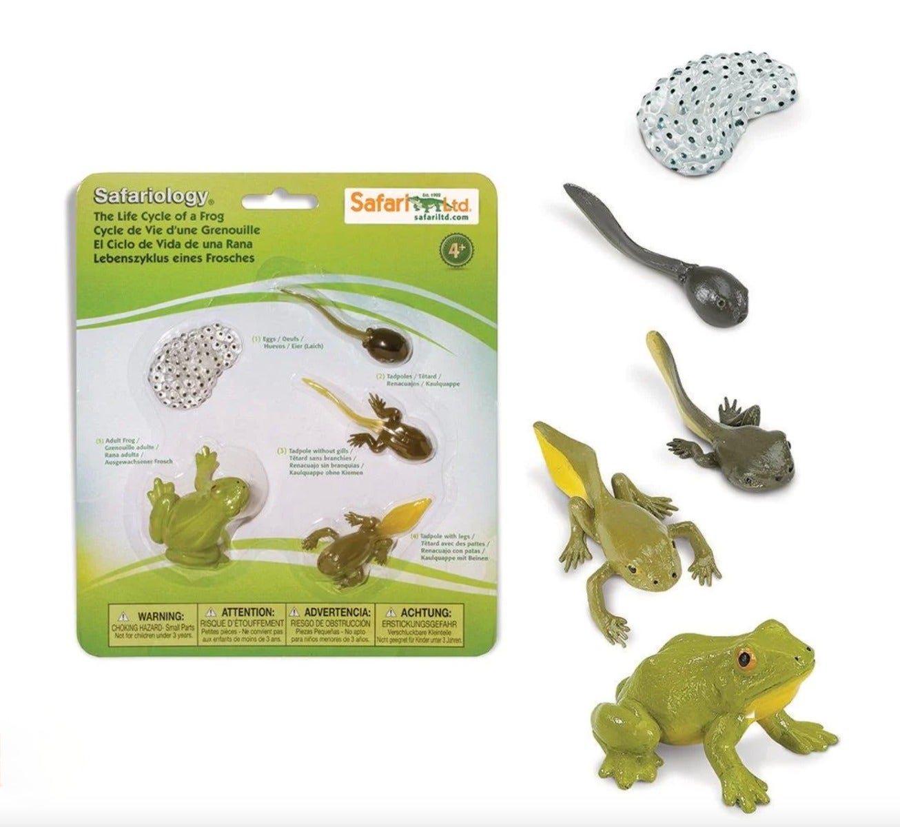 Life Cycle of a Frog Set