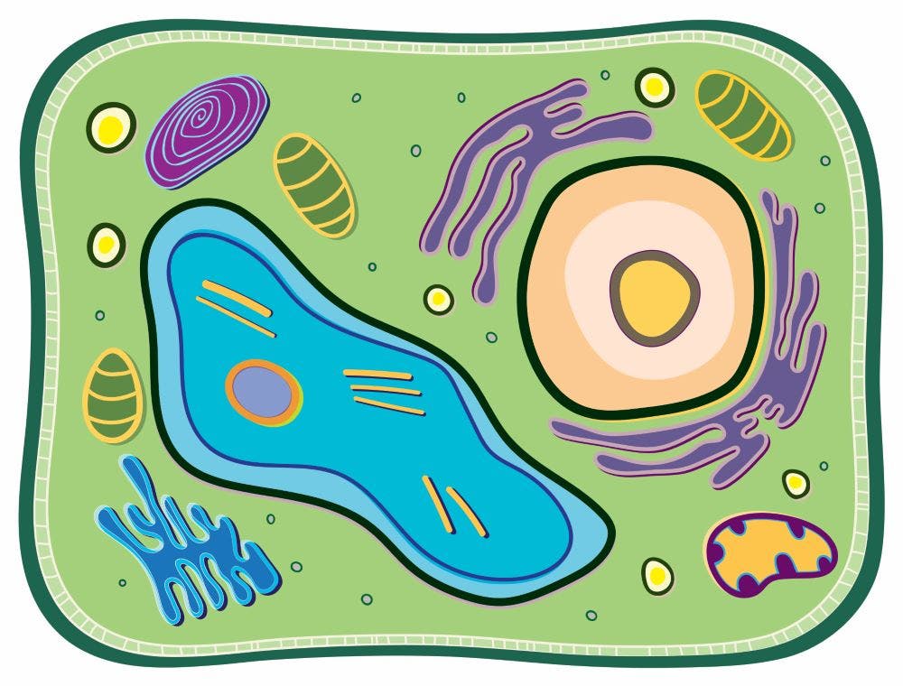 See-Through Plant Cell Builder