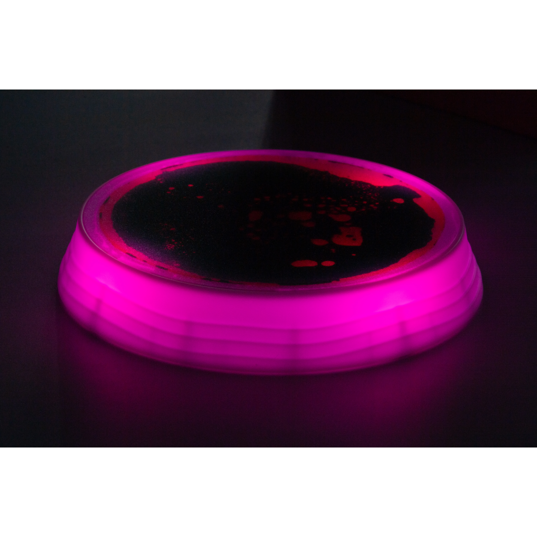 Luminous Stepping Stones 4pk
