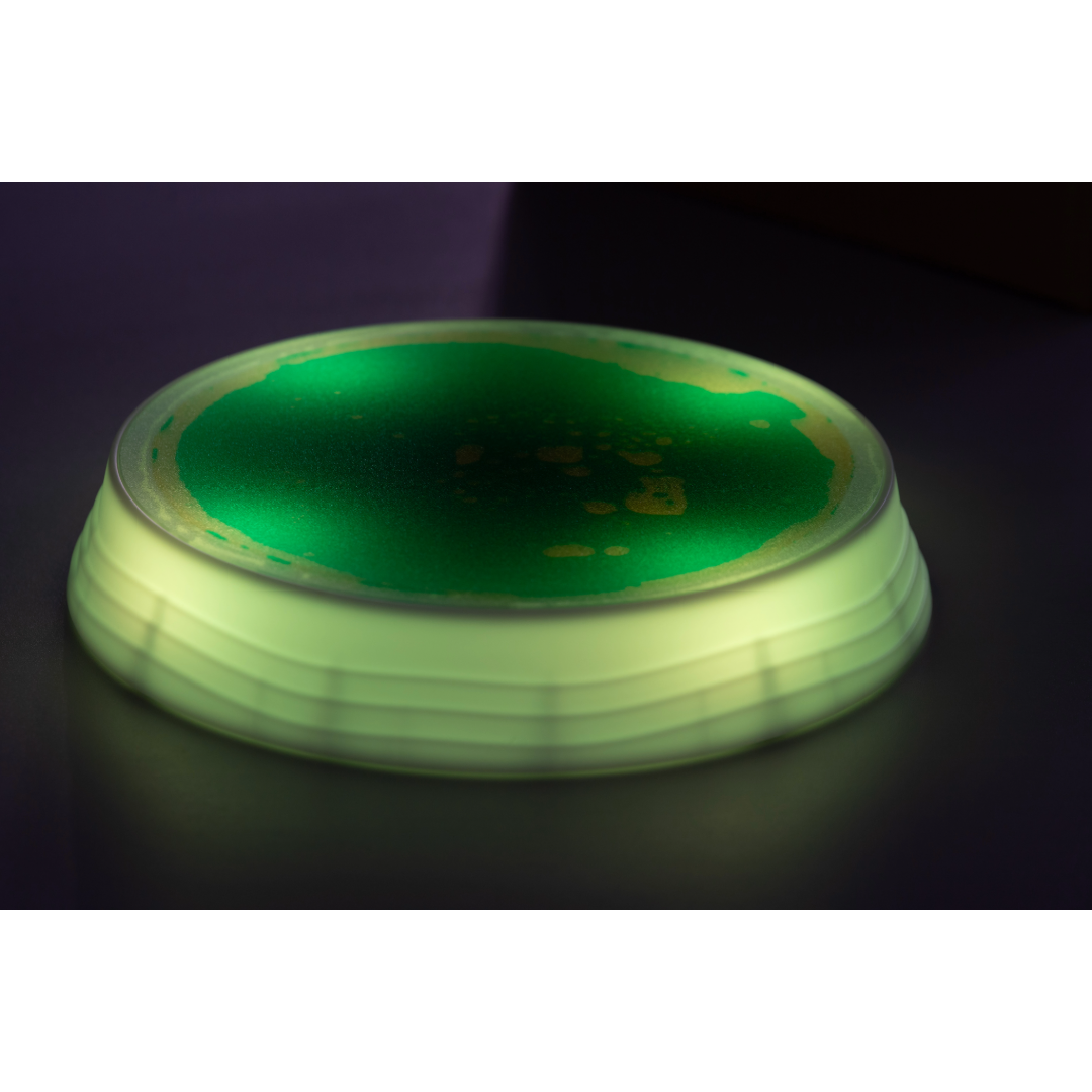 Luminous Stepping Stones 4pk