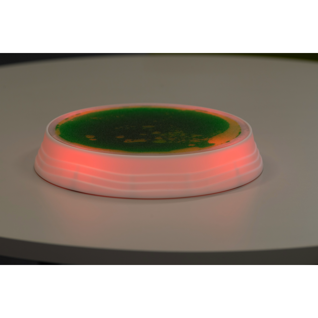 Luminous Stepping Stones 4pk