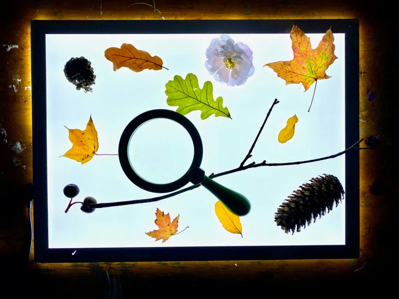 Light Panel Nature Observations