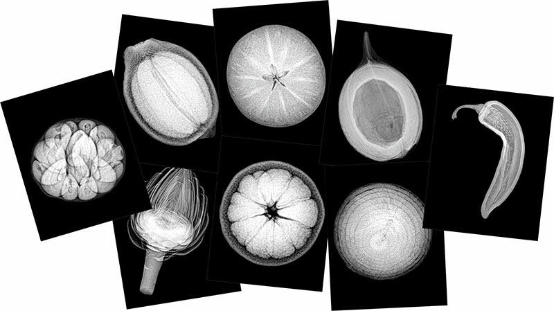 Plant X-rays