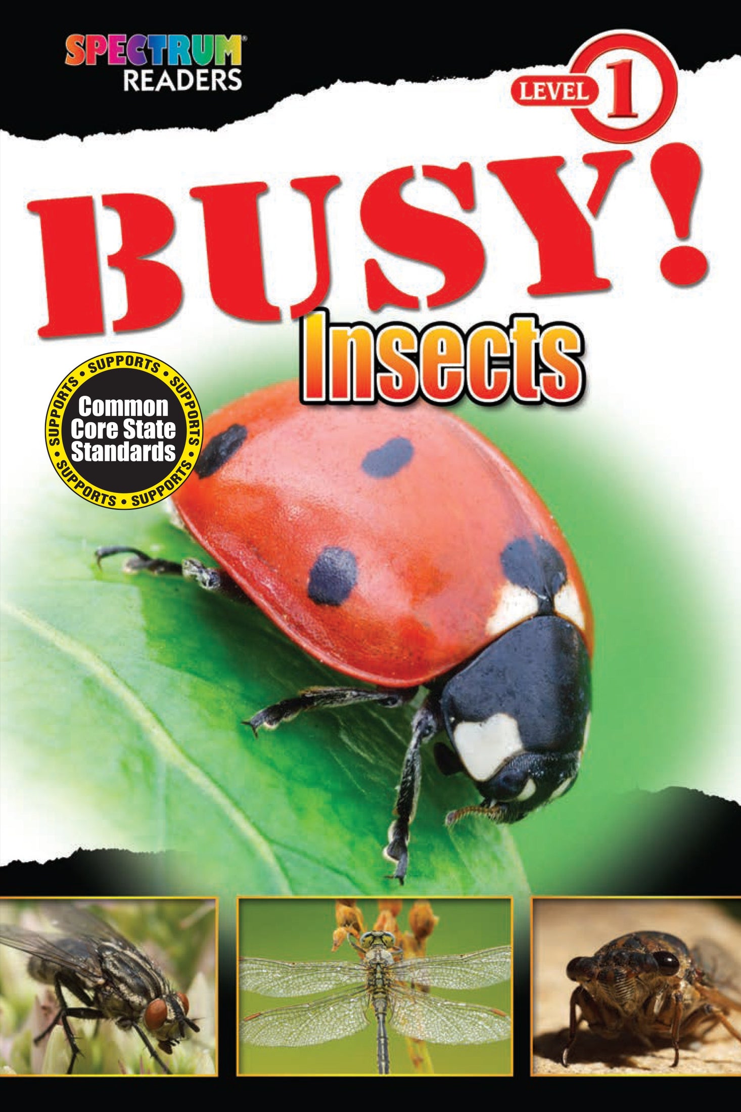 Busy! Insects Ebook