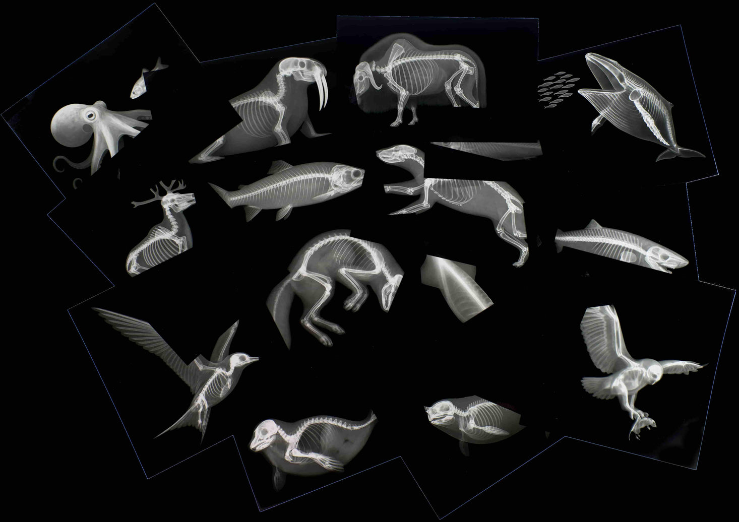 Arctic Animals Picture Cards and X-rays