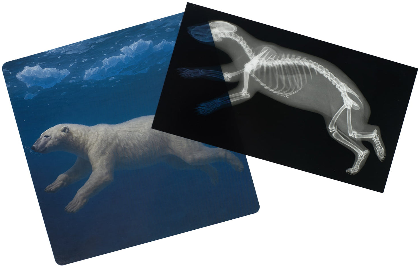 Arctic Animals Picture Cards and X-rays