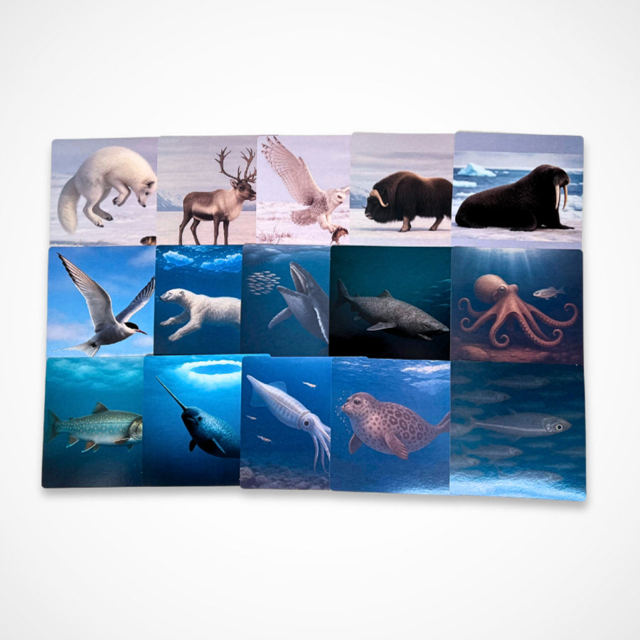 Arctic Animals Picture Cards and X-rays