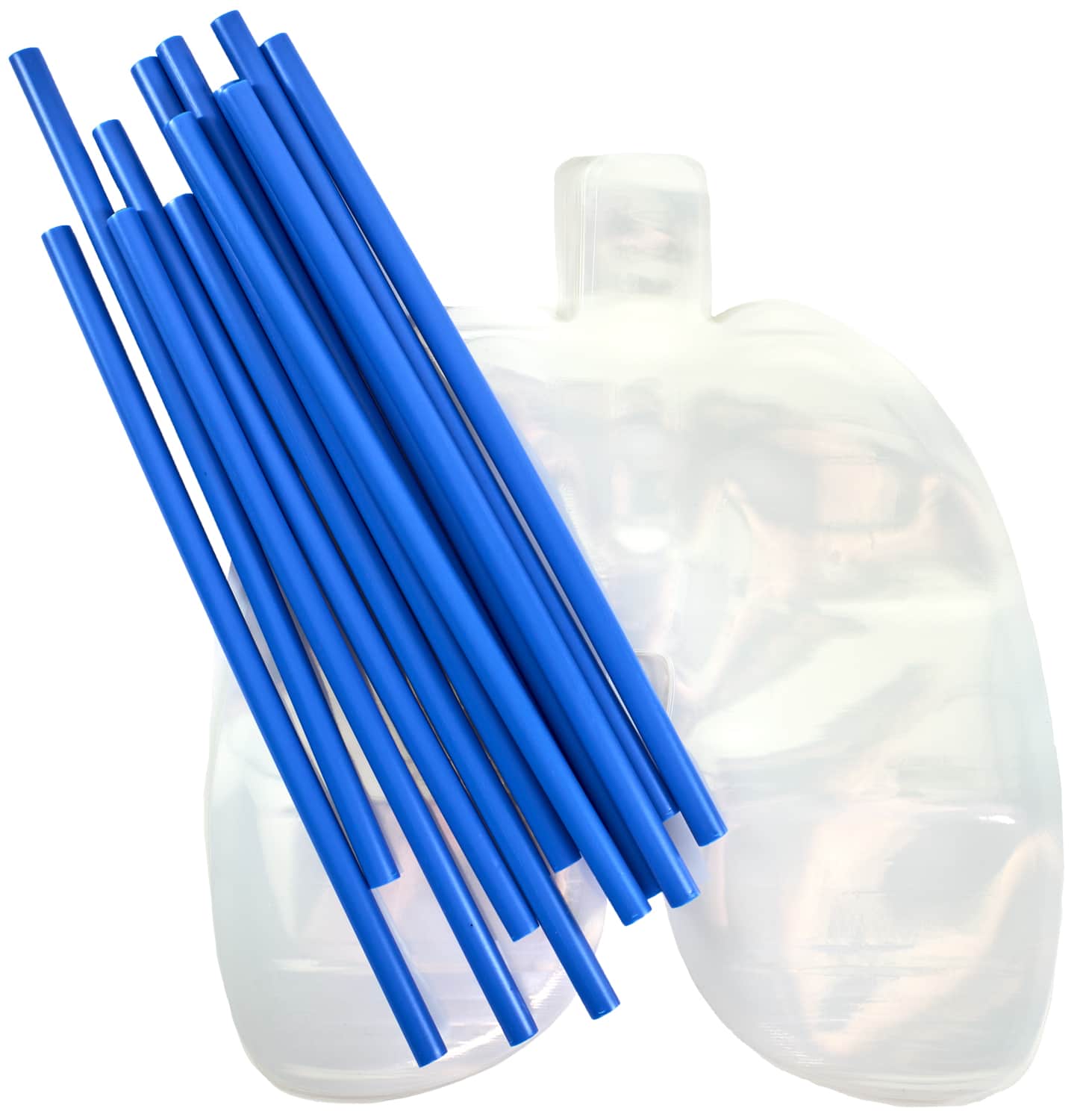 Big Breath Respiratory System Model