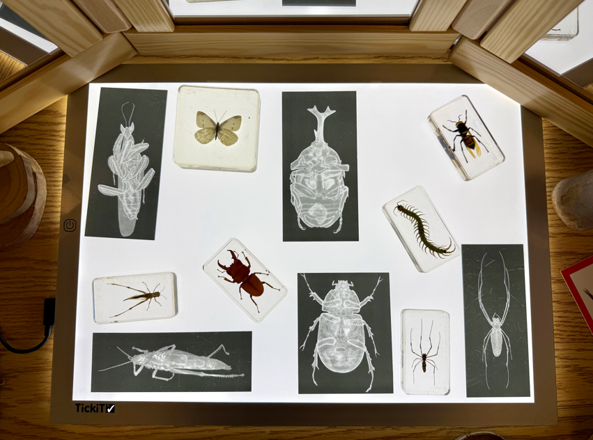 Bug Inquiry Table Collection