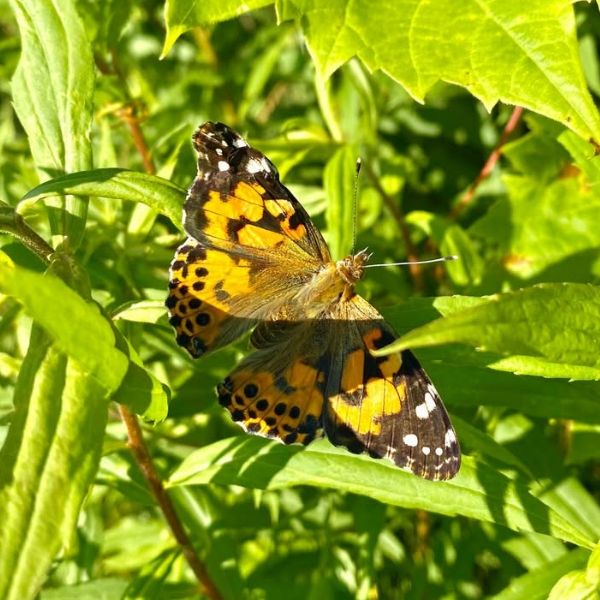 Order Butterflies for Spring 2026