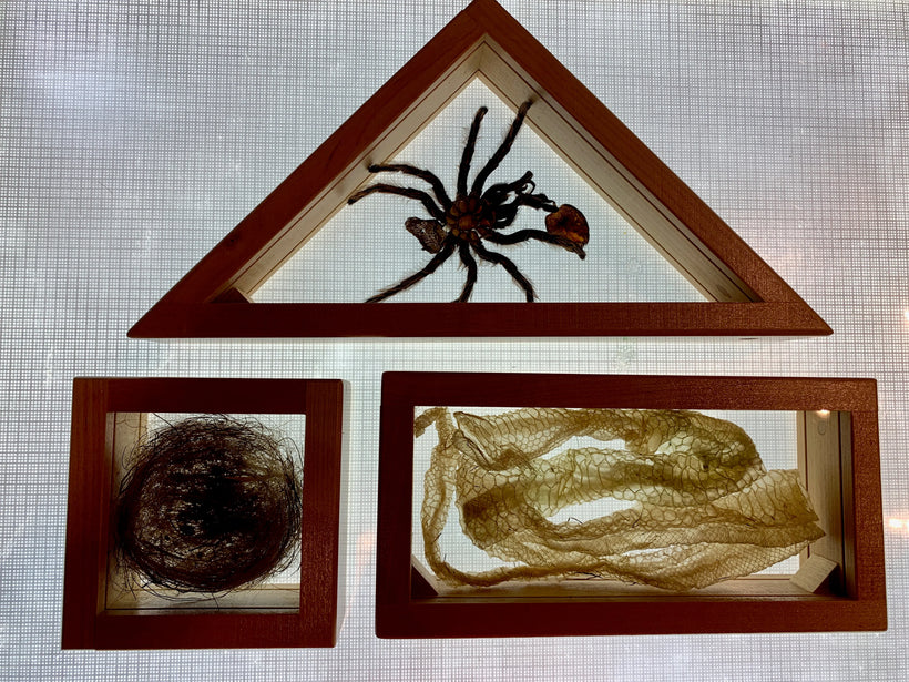 Specimen Investigations