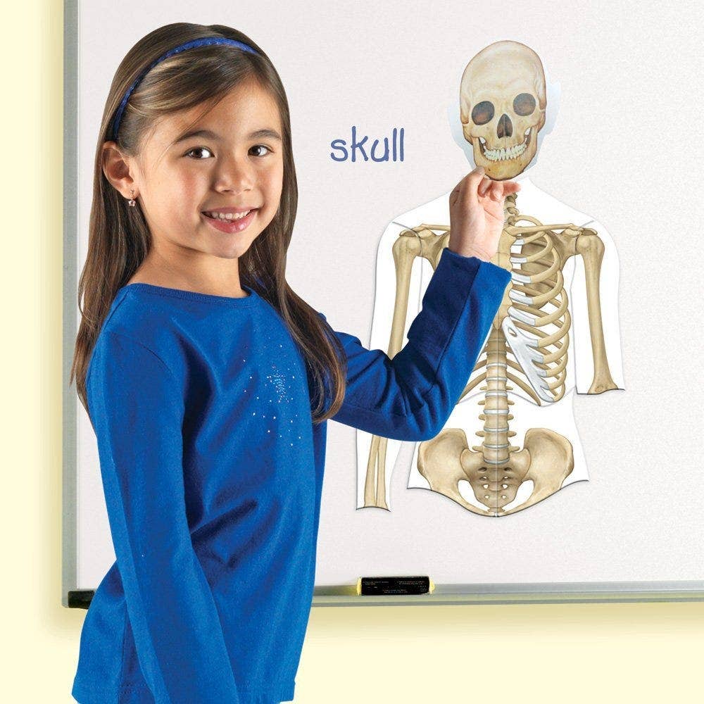 Double Sided Magnetic Human Body