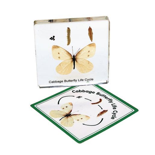 Excellerations Insect Life Cycle Speciman