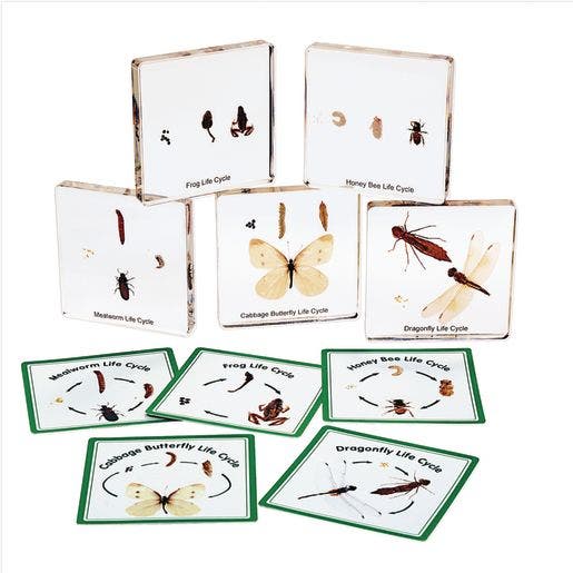 Excellerations Insect Life Cycle Speciman