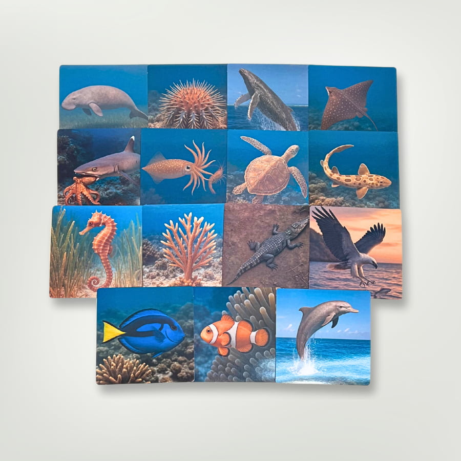 Great Barrier Reef Picture Cards and X-rays