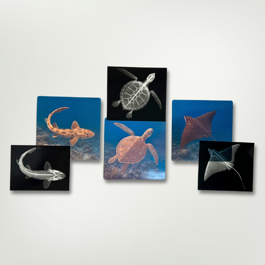 Great Barrier Reef Picture Cards and X-rays