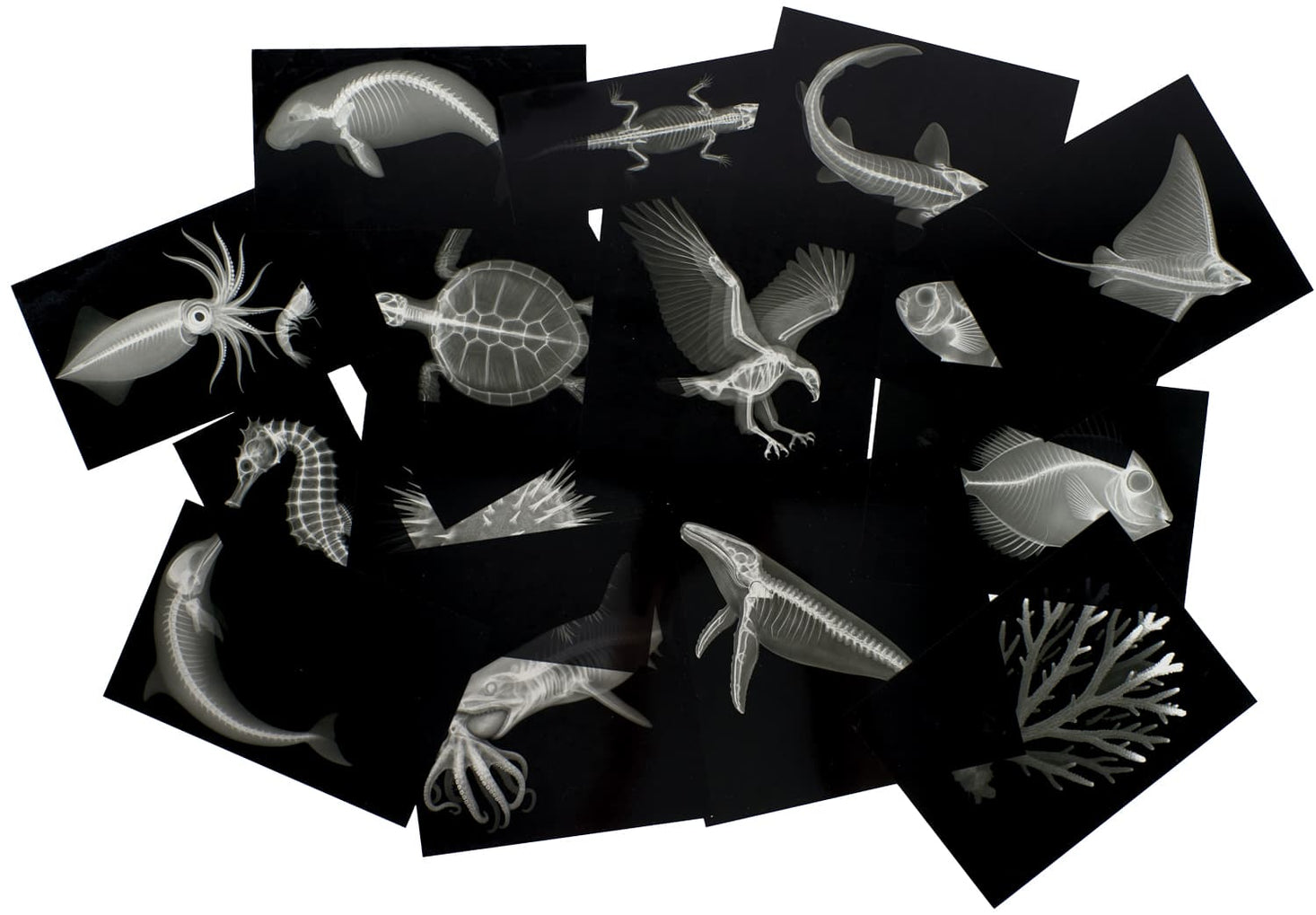 Great Barrier Reef Picture Cards and X-rays