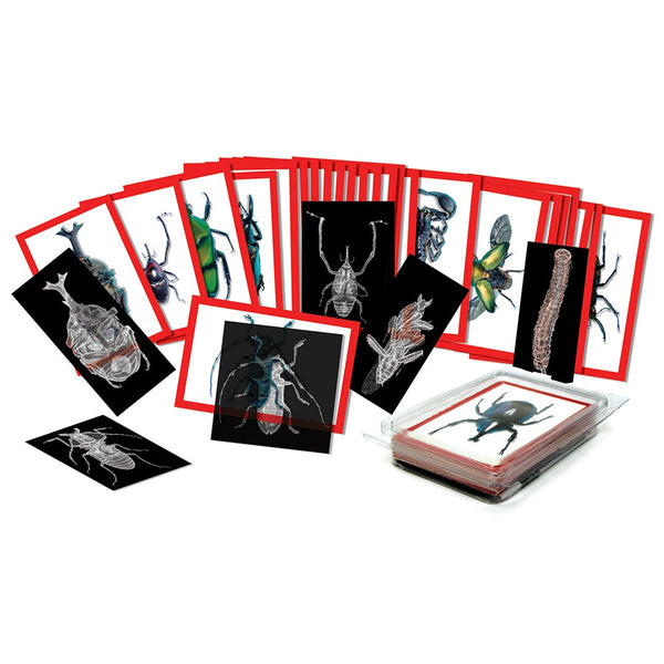 Insect X-Rays and Picture Cards